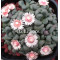 Aloinopsis Schooneesii - Seed